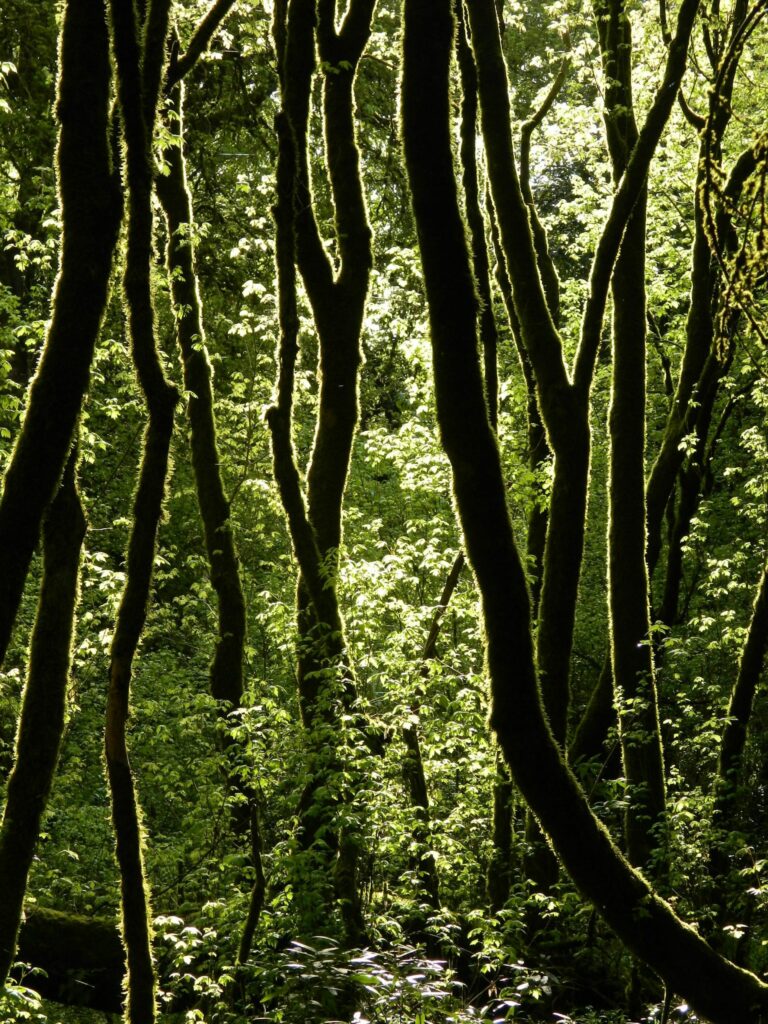 sunlight in a green forest